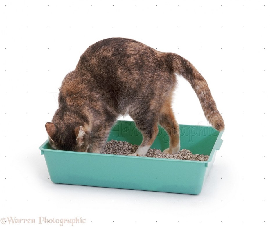 Кошка копает
