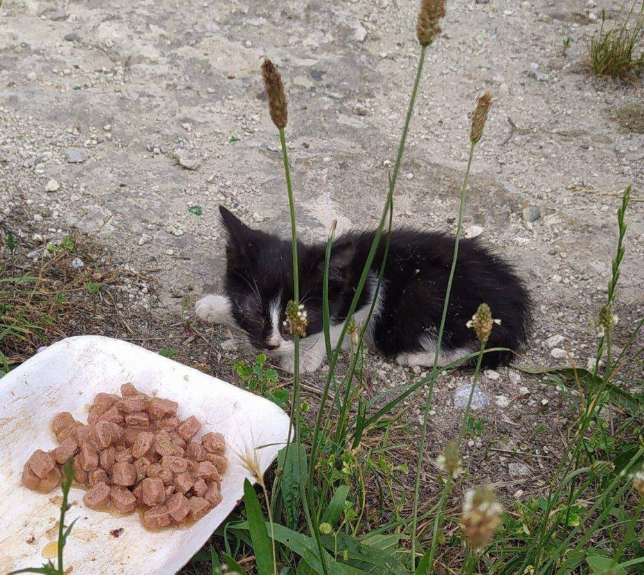Котенок покакал