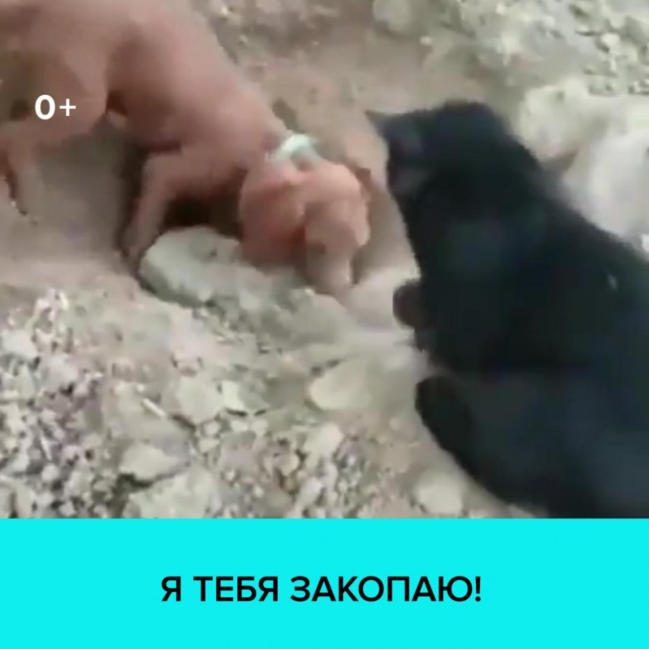 Фотографии как закапывают котят