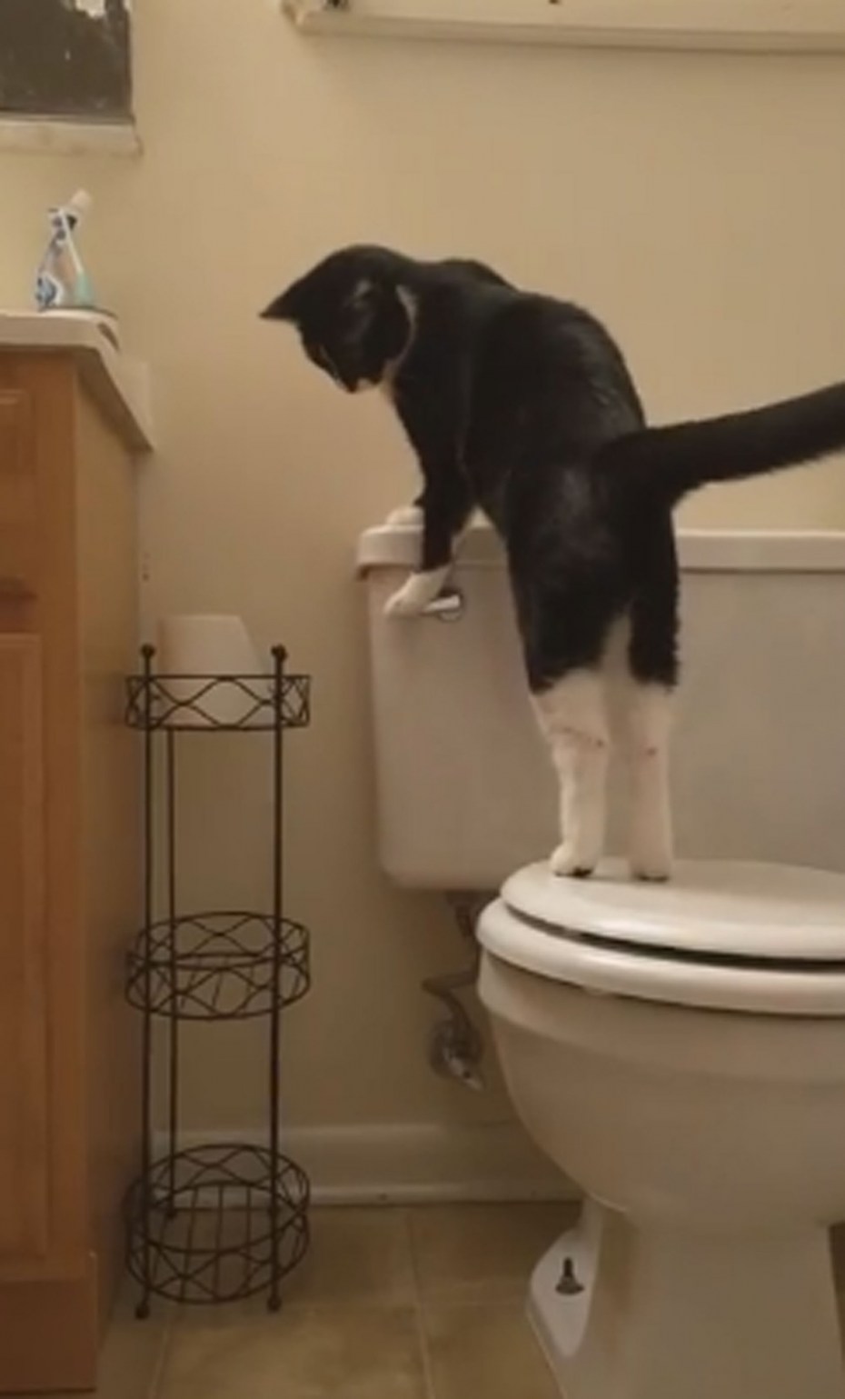 Кошачий лоток прикол