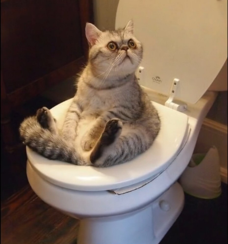 Кот в туалете
