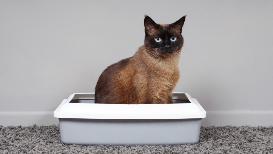 Кот какает