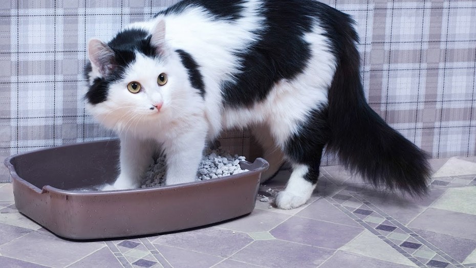Кошка около лотка