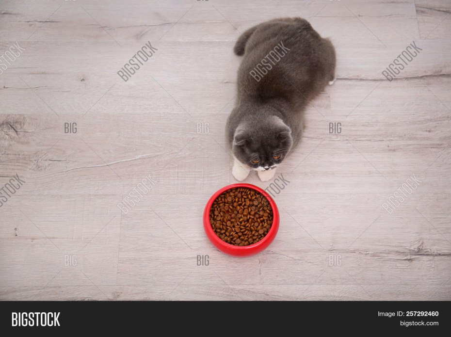 Котенок уснул в миске
