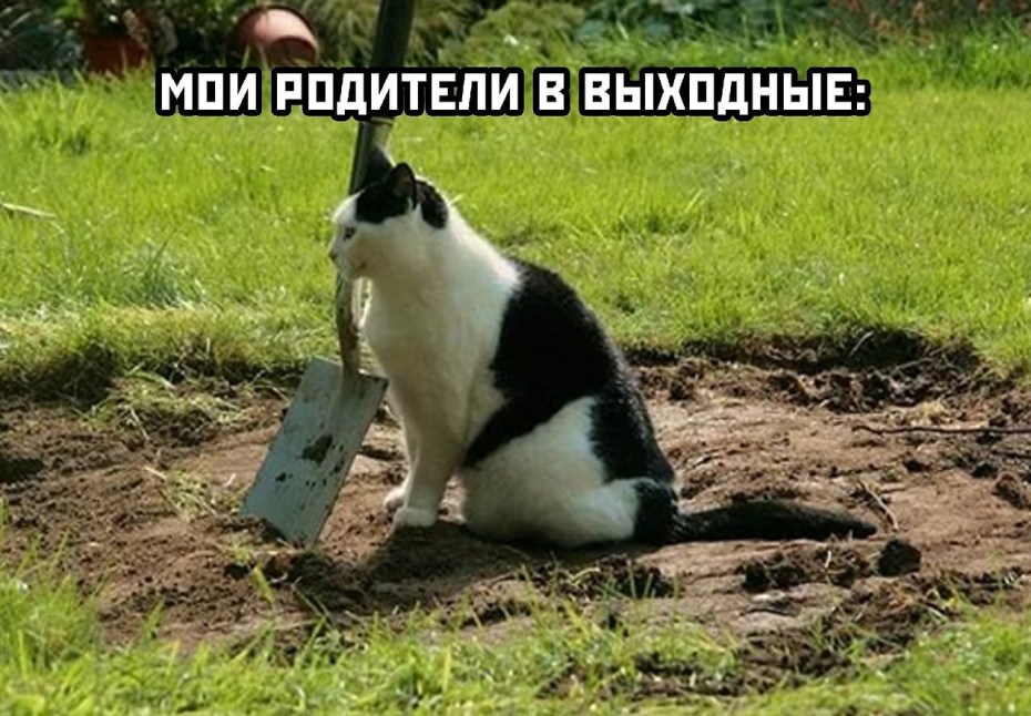 Смешной кошачий лоток
