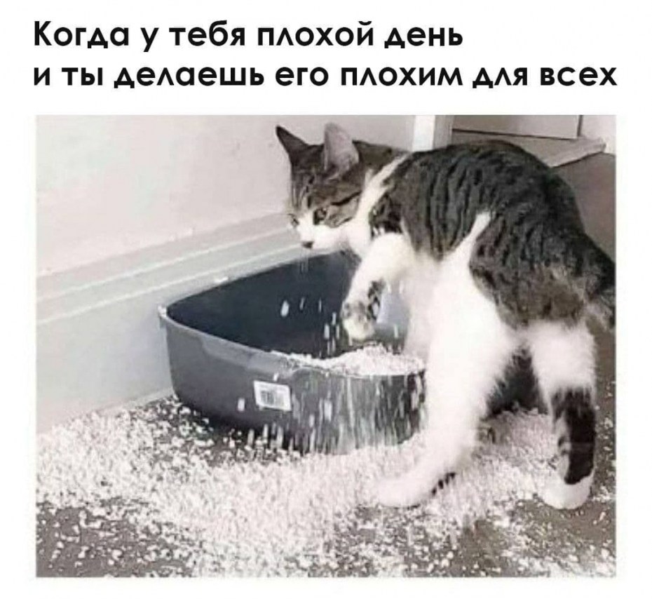 Кот копает лоток