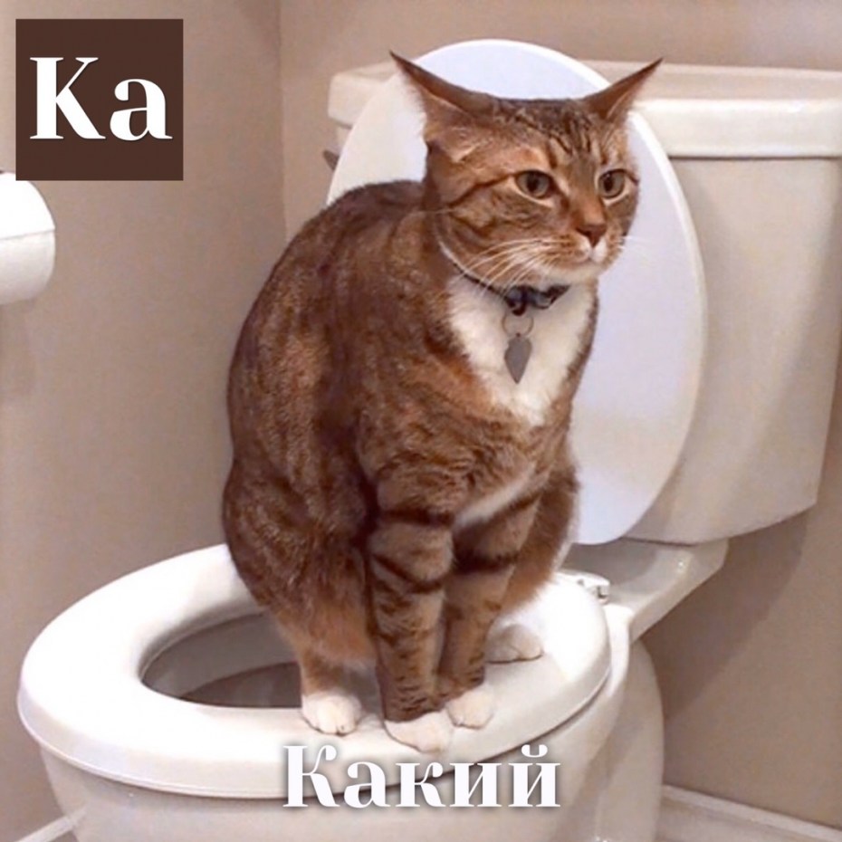 Котиков которые в туалете