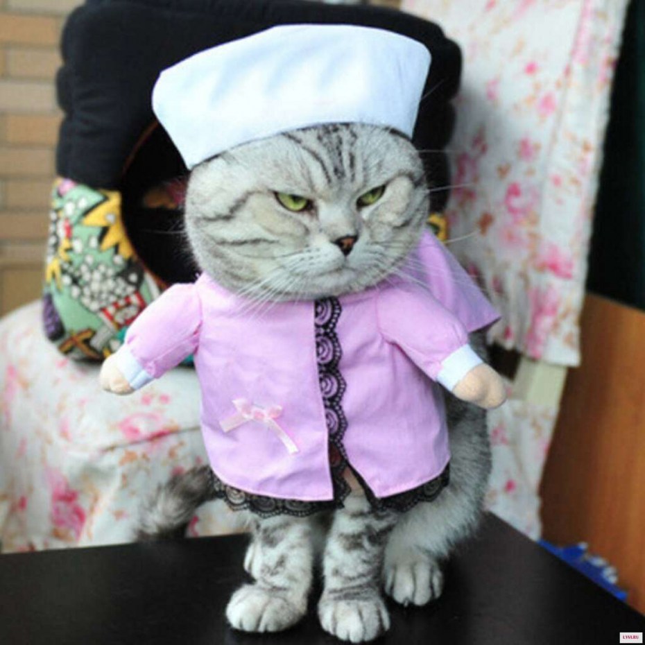 Котики в костюмах