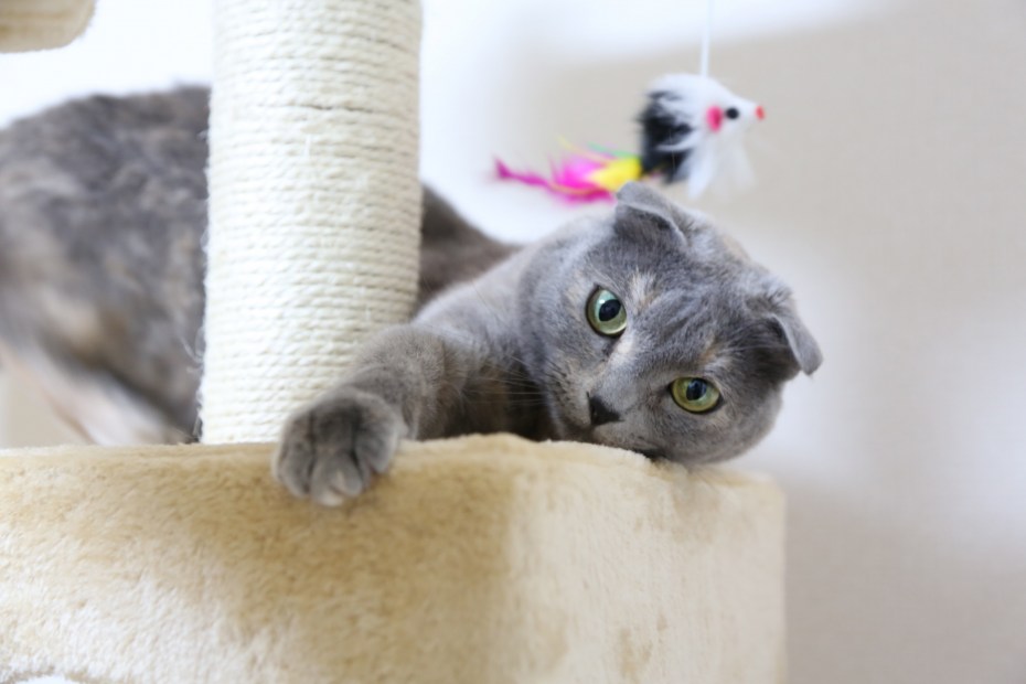 Скоттиш фолд котята