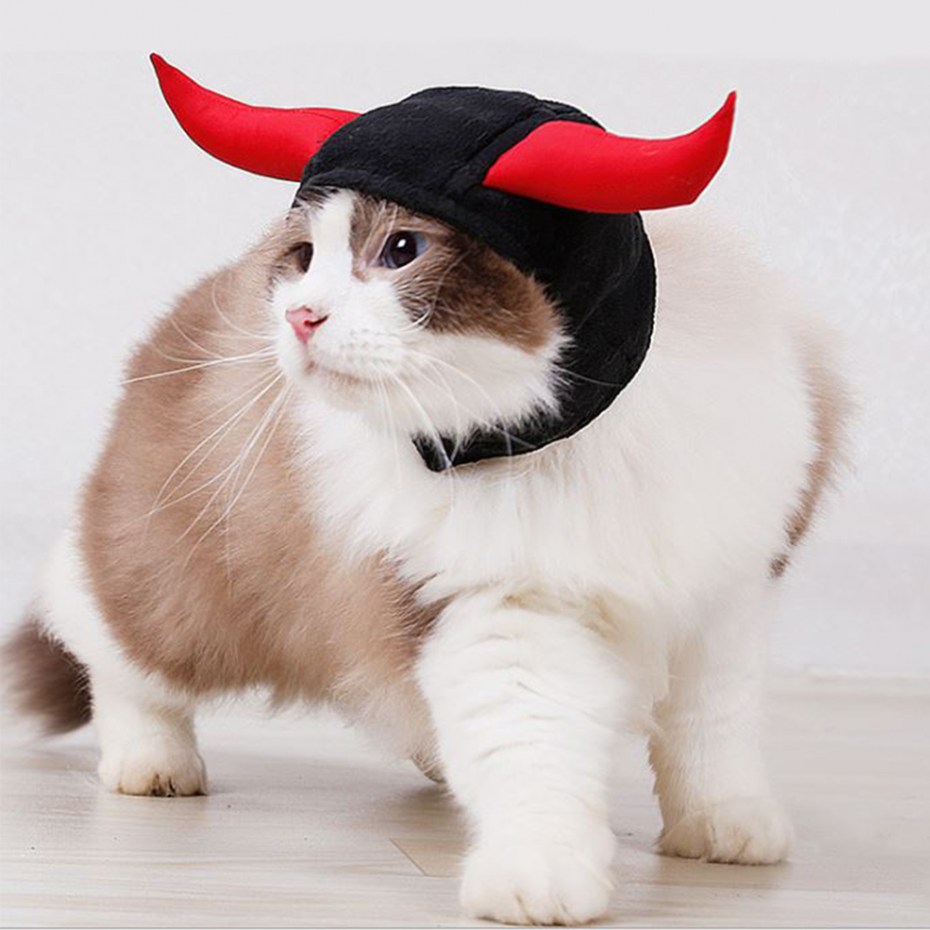 Забавные костюмы для кошек