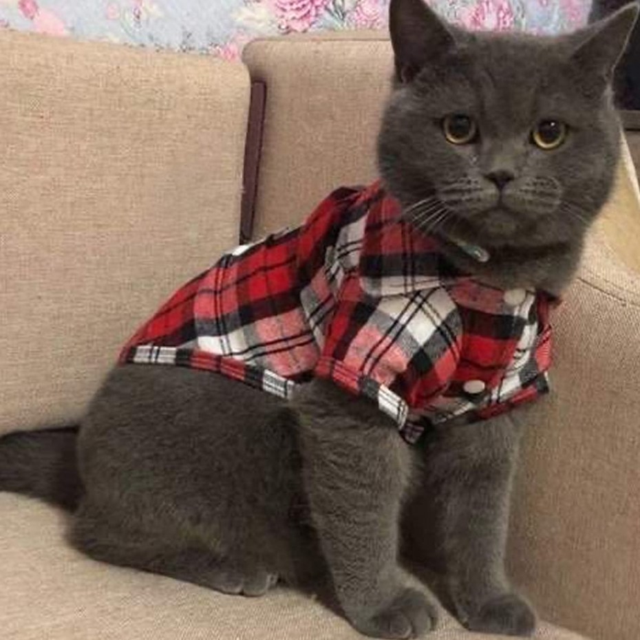 Одежда для британских кошек