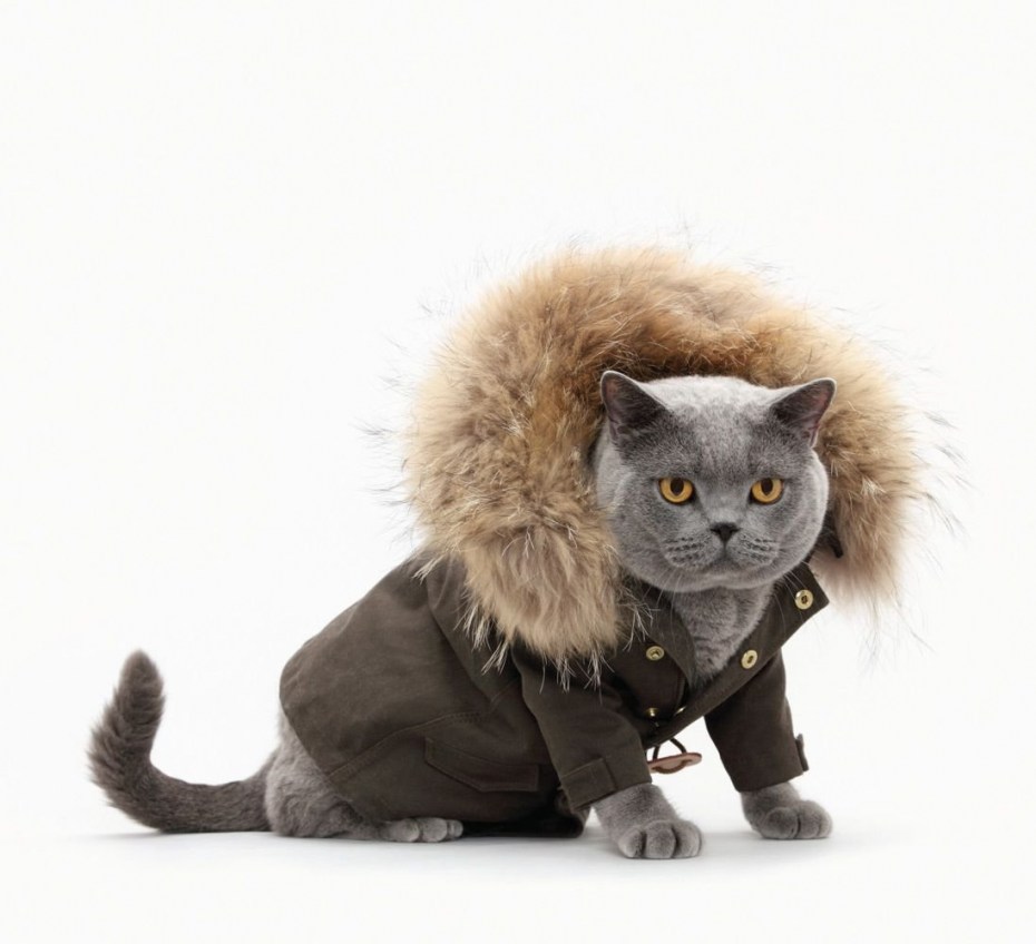 Одежда для кошек зимняя