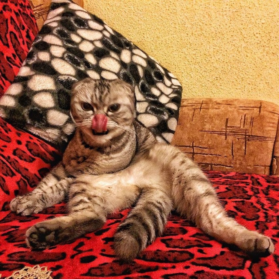 Персидский кот