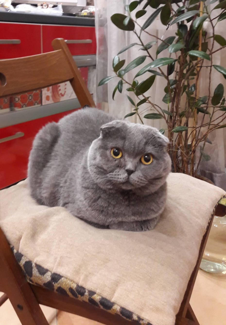 Стрижка кошек шотландских вислоухих