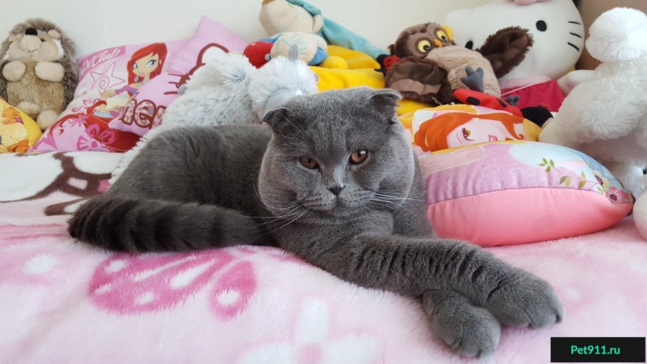 Костюмы для котов