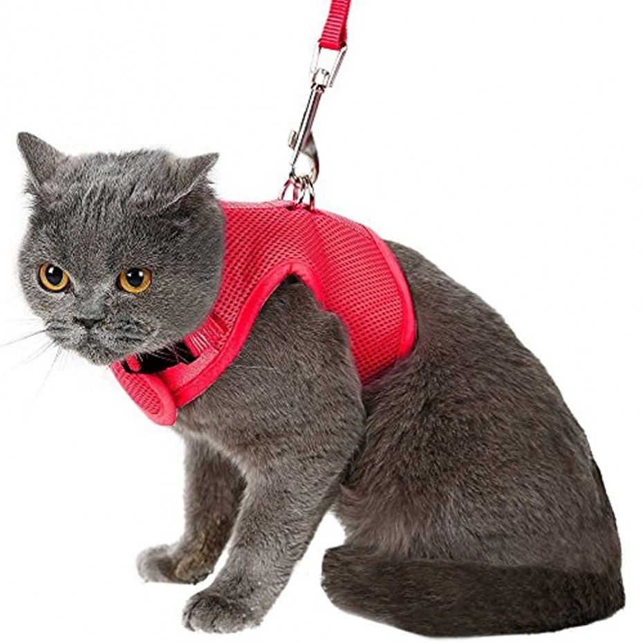 Шлейка для кота