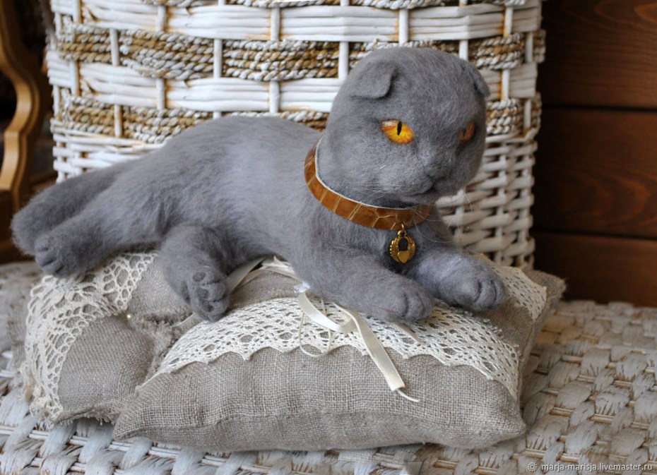 Кот Бася Шотландская вислоухая
