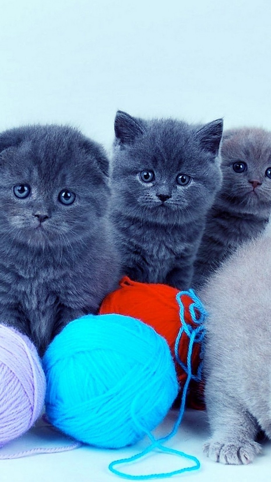 Кошка в юбке