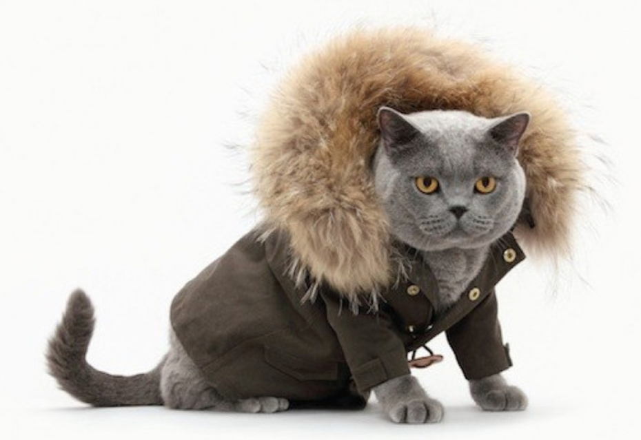 Маскарадные костюмы для котов