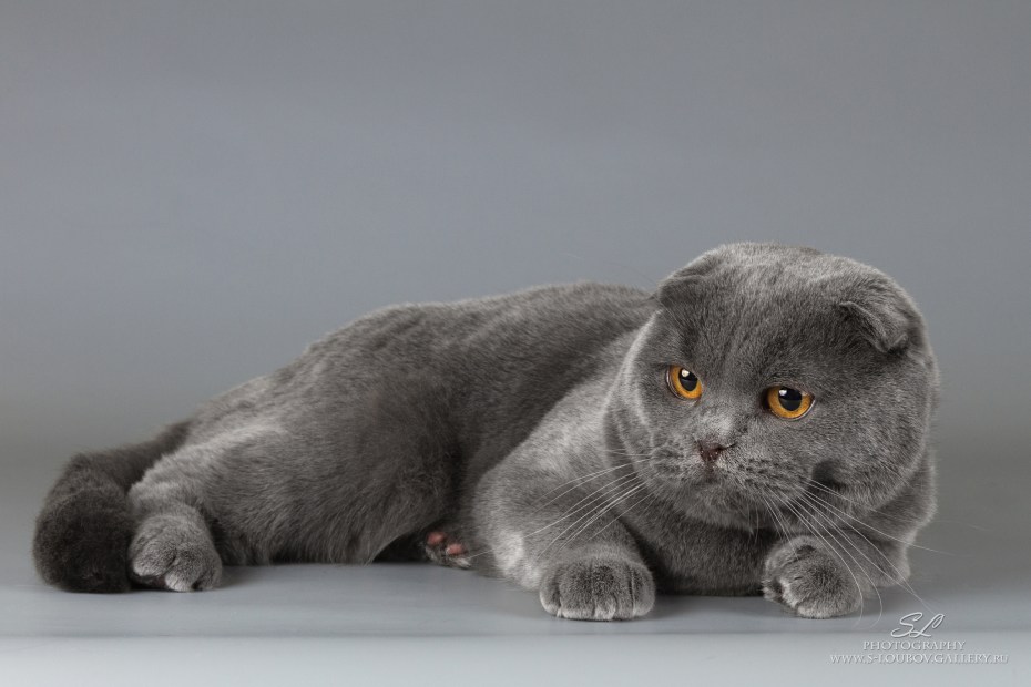 Скоттиш фолд лиловый