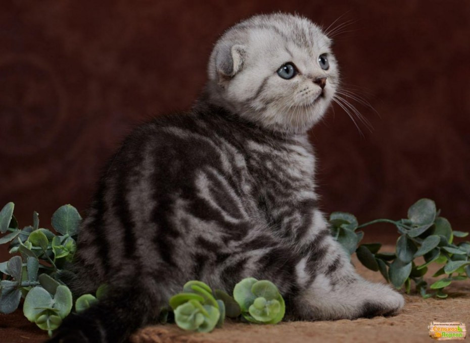 Скоттиш фолд страйт
