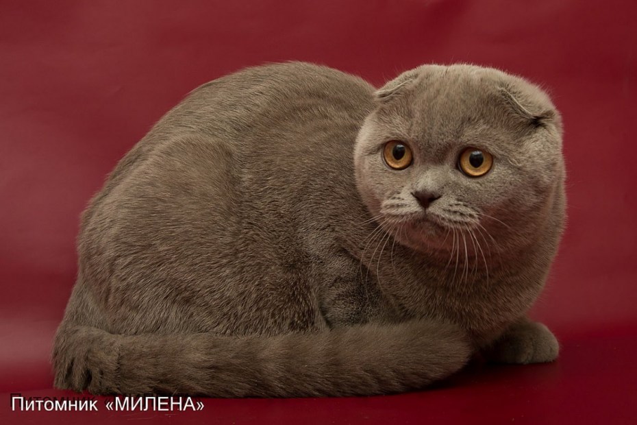 Шотландские вислоухие коты
