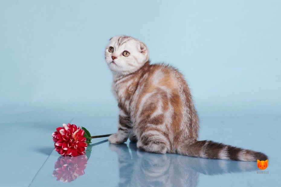 Шотландская вислоухая кошка