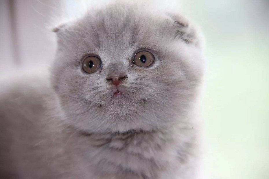Скоттиш фолд голубая Шотландская вислоухая скотишфолд