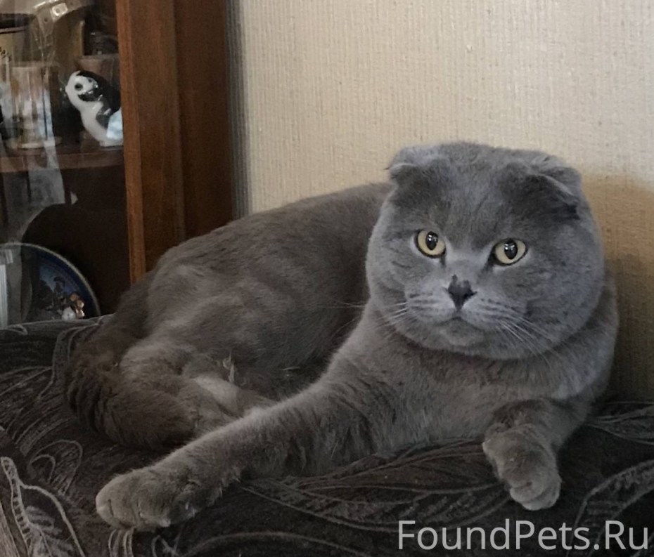 Скоттиш фолд окрасы