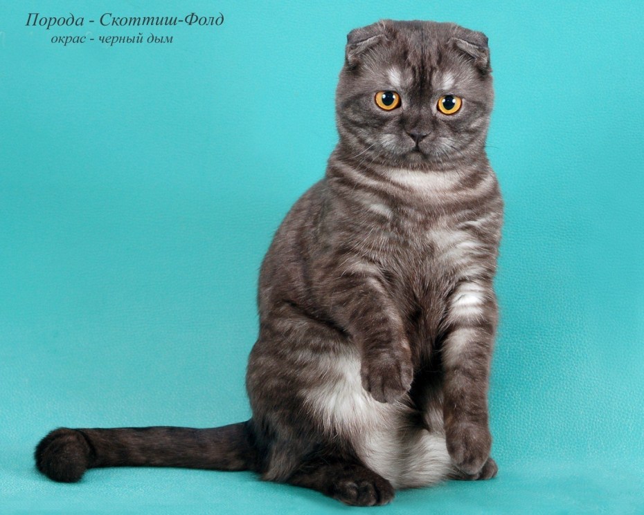 Шотландская кошка скоттиш шиншилла