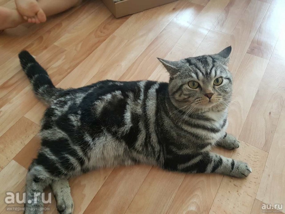 Метис британца мрамор
