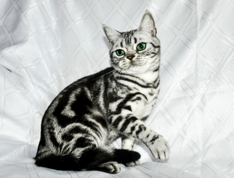 Шотландский кот прямоухий мраморный