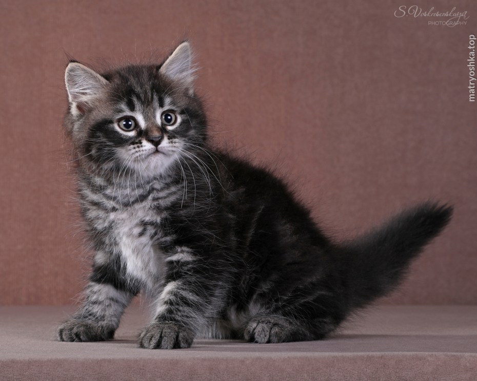 Шотландский вислоухий кот черный мрамор
