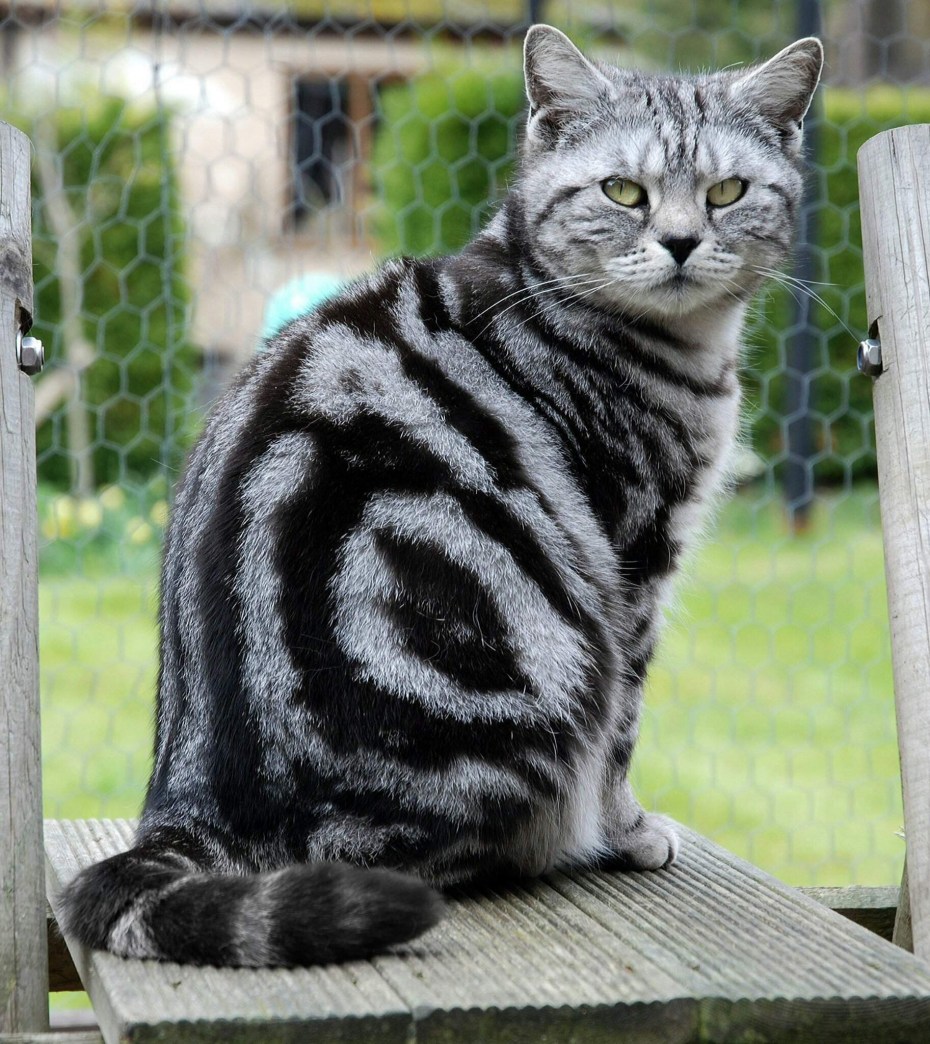 Скоттиш страйт кот мраморный