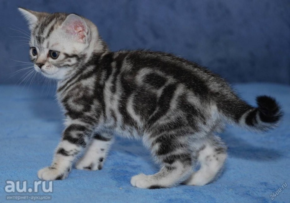 Шотландский вислоухий кот черный мрамор