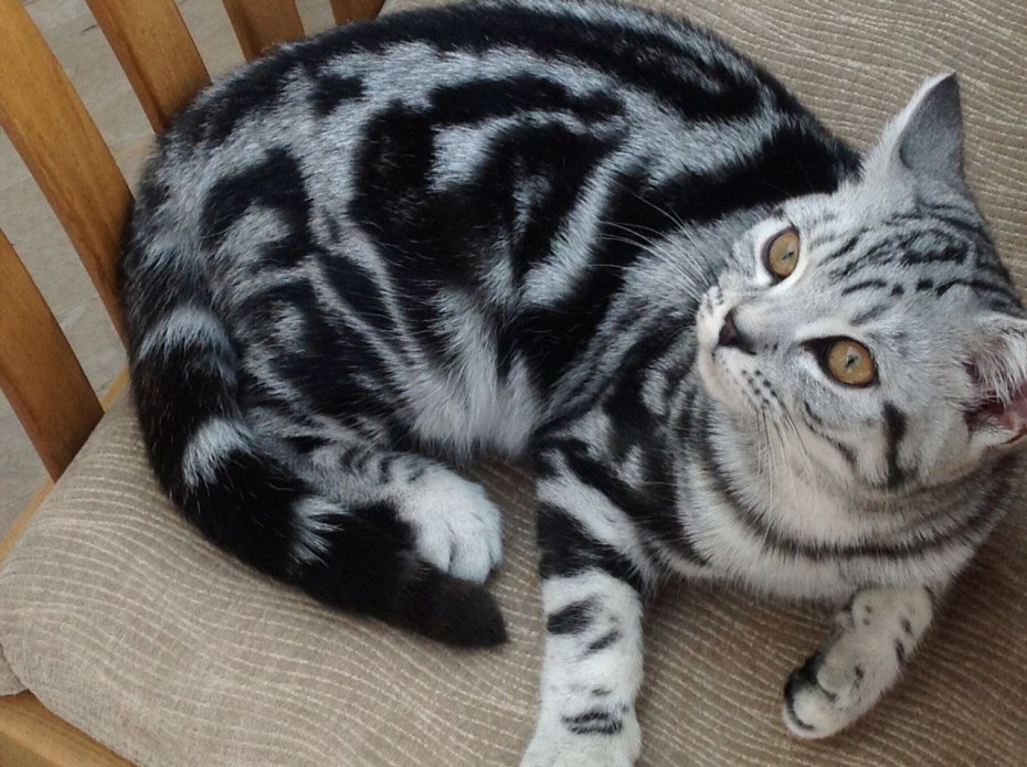 Британский кот мраморный кофейный окрас