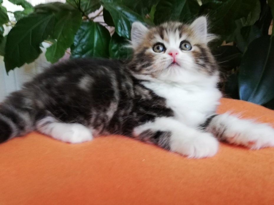 Шотландская вислоухая кошка мраморная
