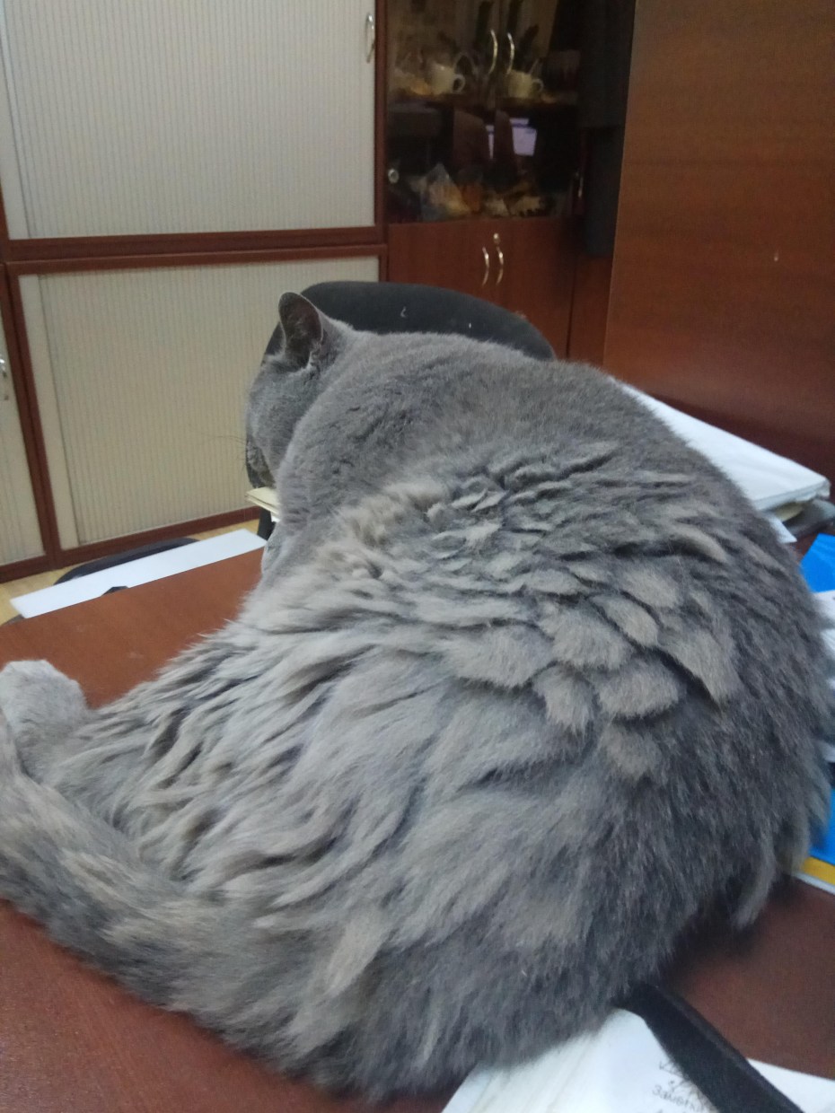 У кошки сальная шерсть