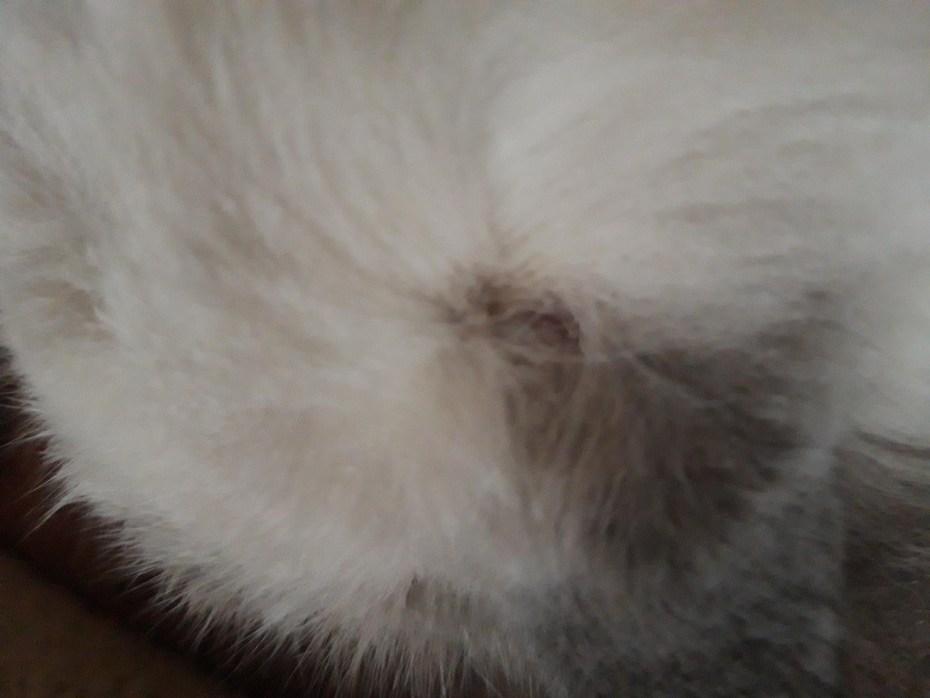 Серая шерсть кота