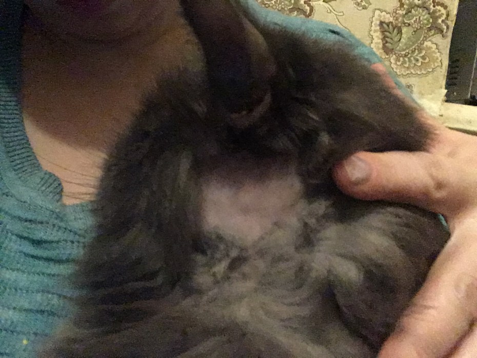 Перхоть на шерсти кошки