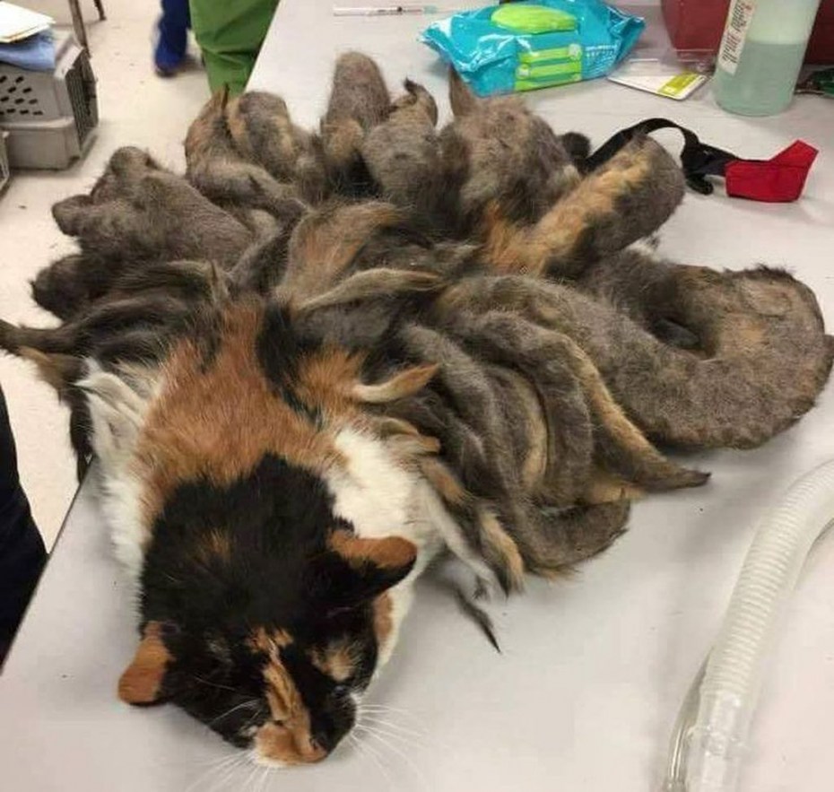 Свалявшаяся шерсть у кошки