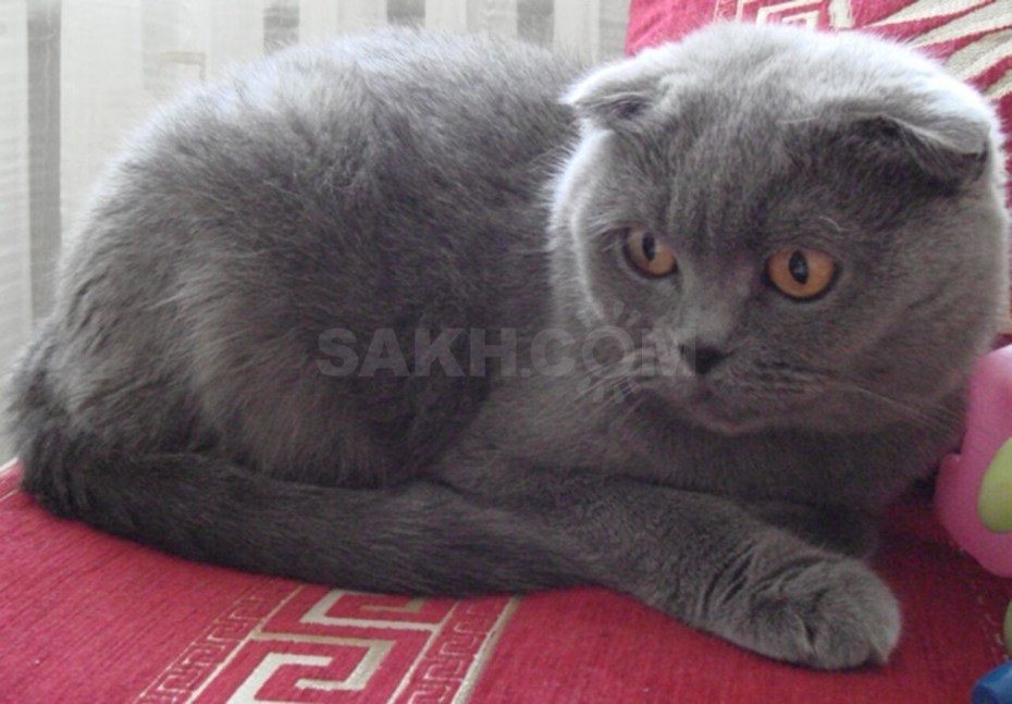 Британский вислоухий кот