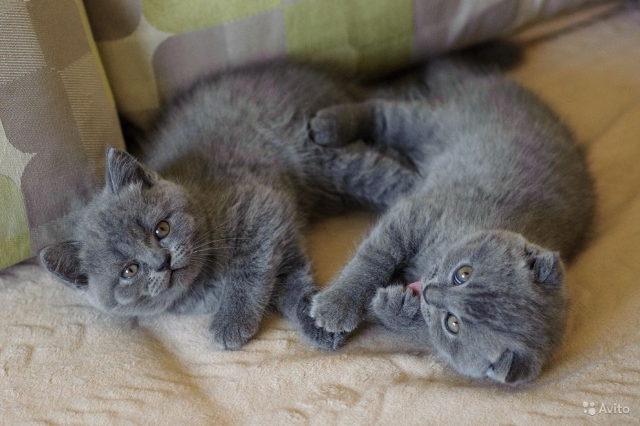 Скоттиш фолд голубой котенок