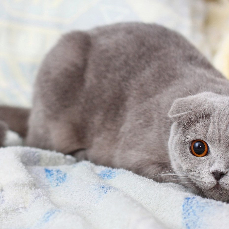 Скоттиш-фолд Шотландская вислоухая