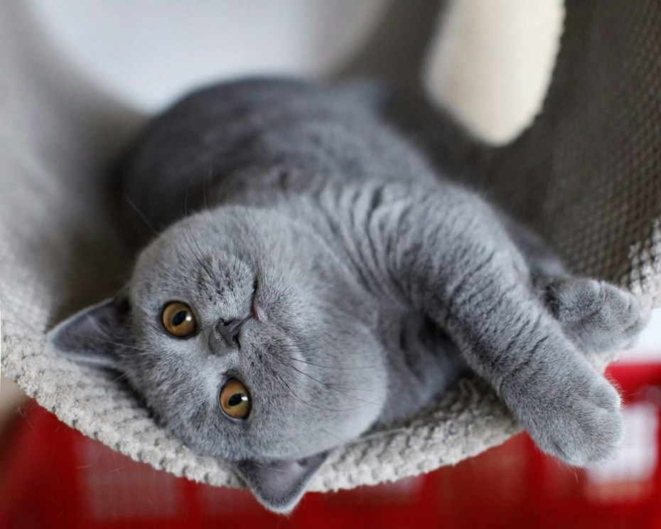 Шотландский безухий кот