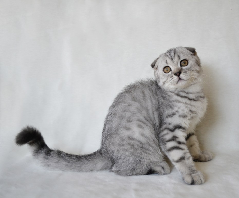 Британская вислоухая кошка серая