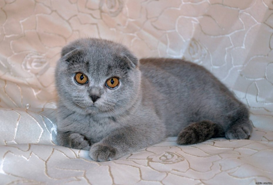 Scottish Fold