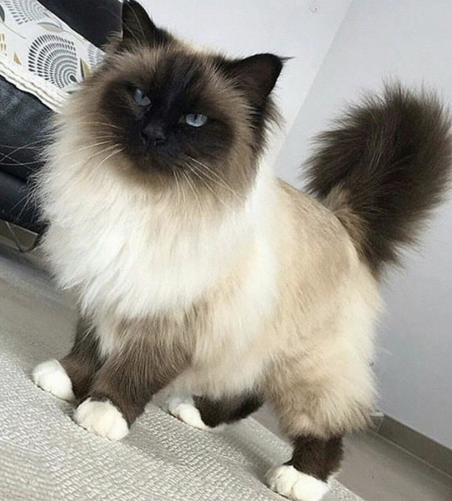 Сиамский Рэгдолл