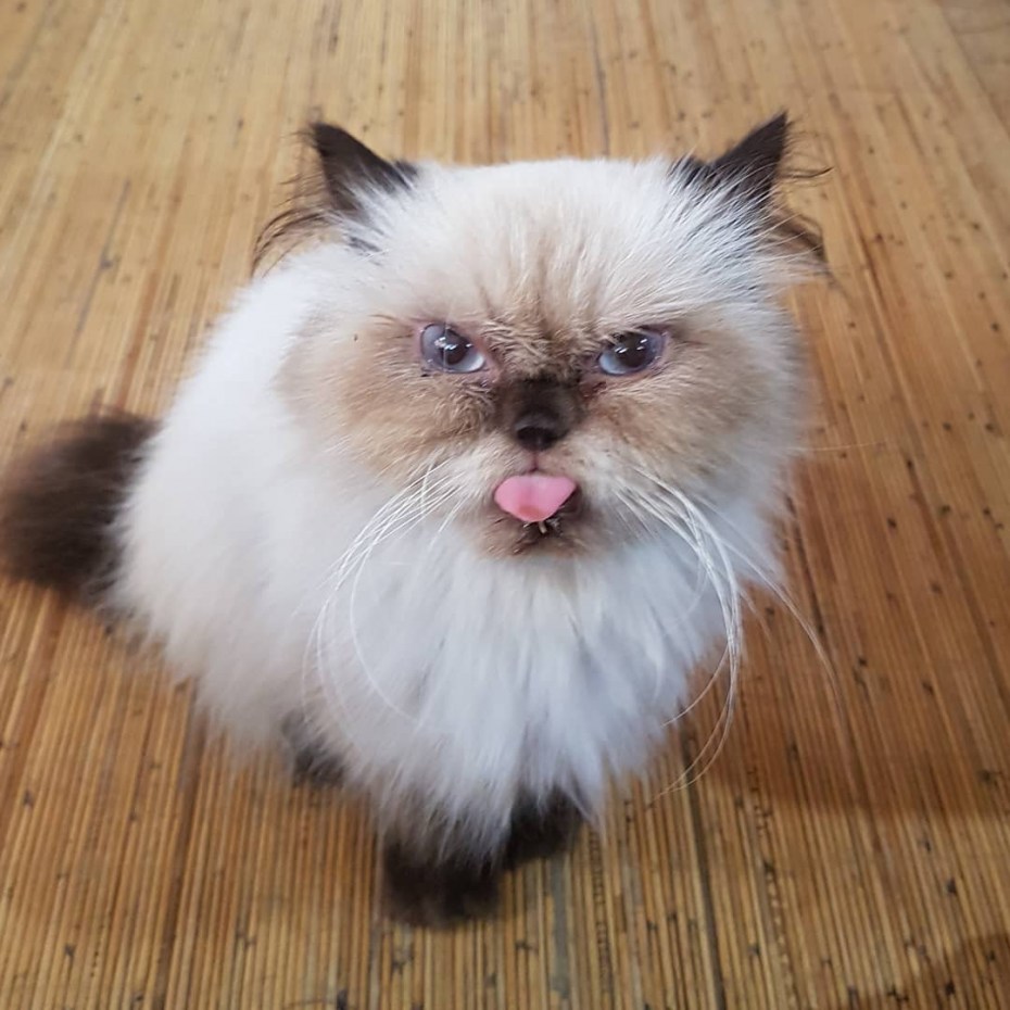Гималайская кошка