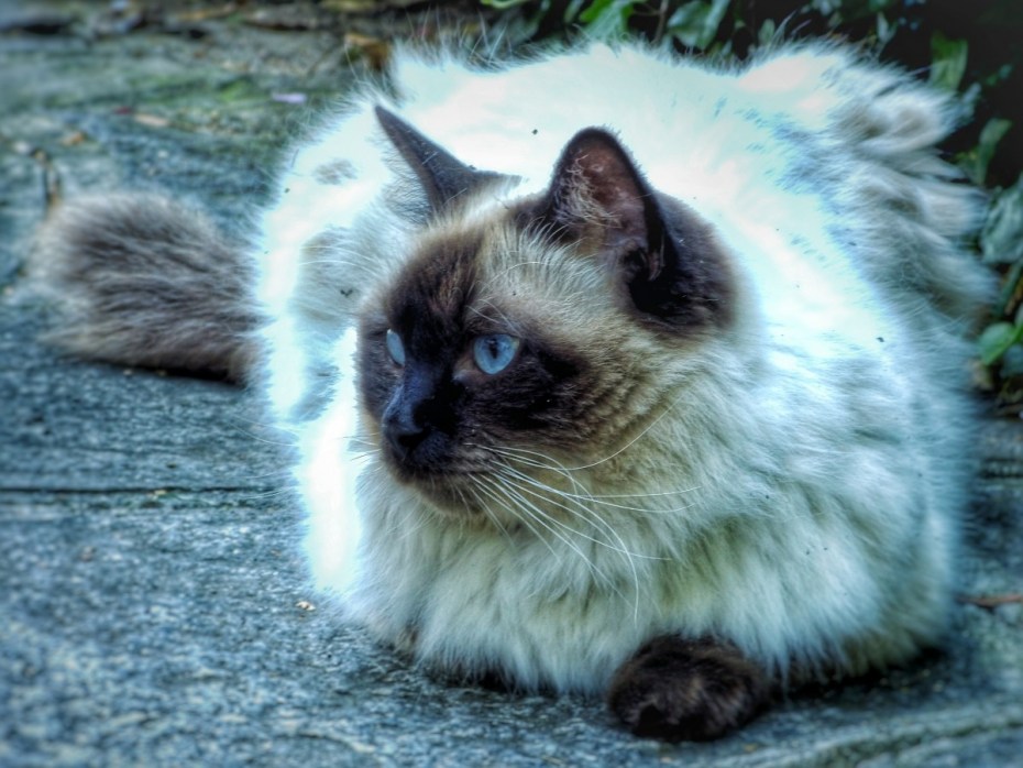 Сиамская длинношерстная кошка